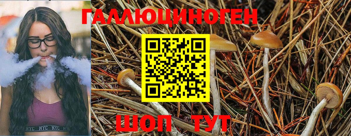 Галлюциногенные грибы Magic Shrooms  Вход с VPN  Псилоцибиновые грибы Psilocybe  Советская Гавань 